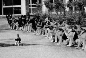 En katt som vågar gå framför 30 Schäferhundar