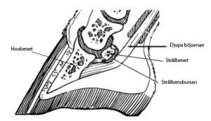 Schematisk bild på strålbensbursan